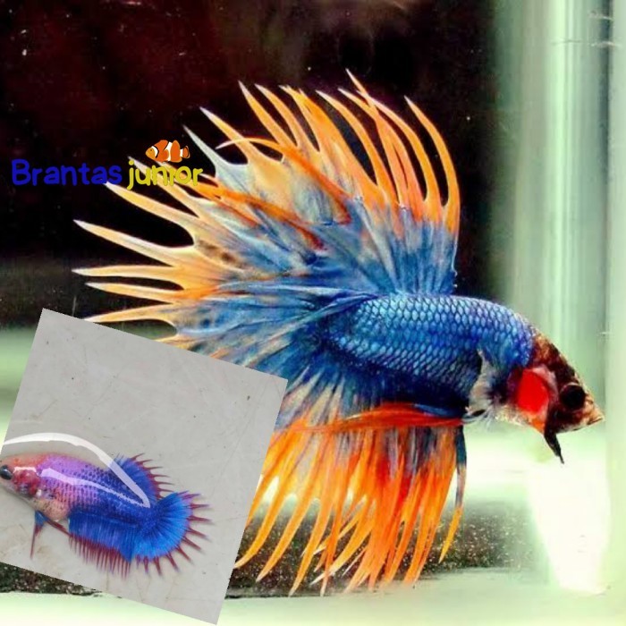 Ikan cupang Serit PAKET ISI 4 / cupang serit crowntail