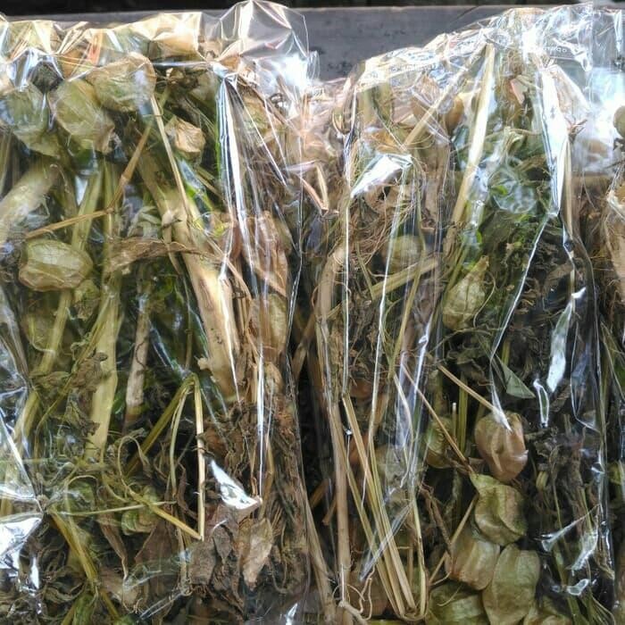 

ciplukan kering 500 grm