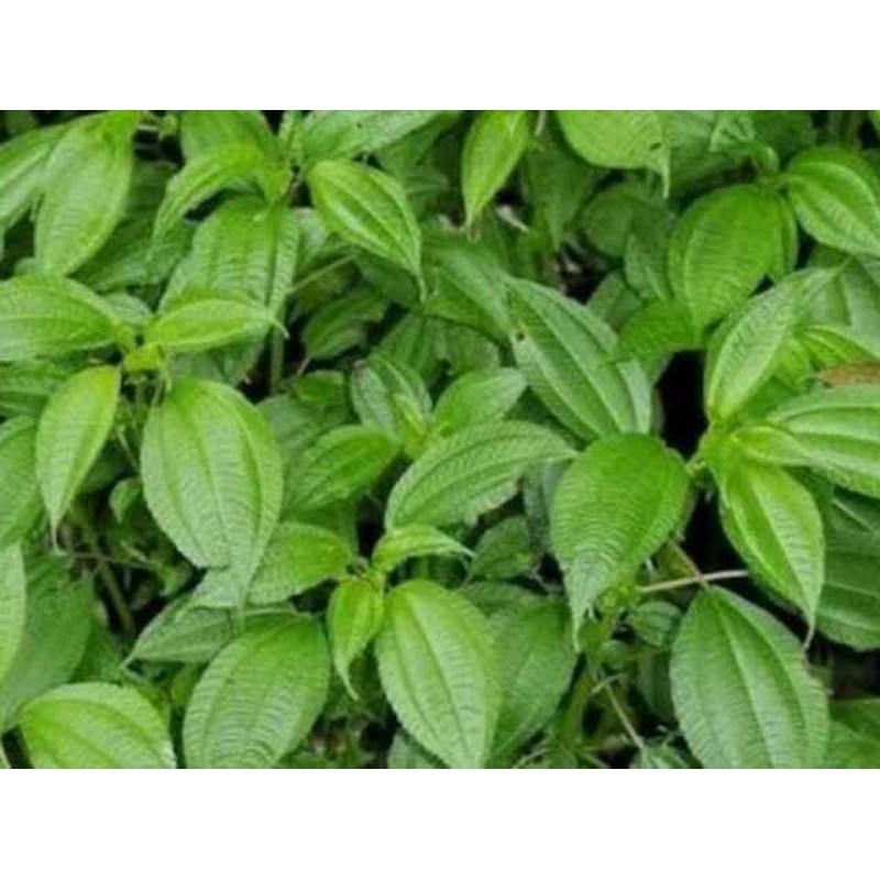 

Daun pohpohan segar dan alami banyak khasiat untuk kesehatan 500gr Rempah_herbalCo