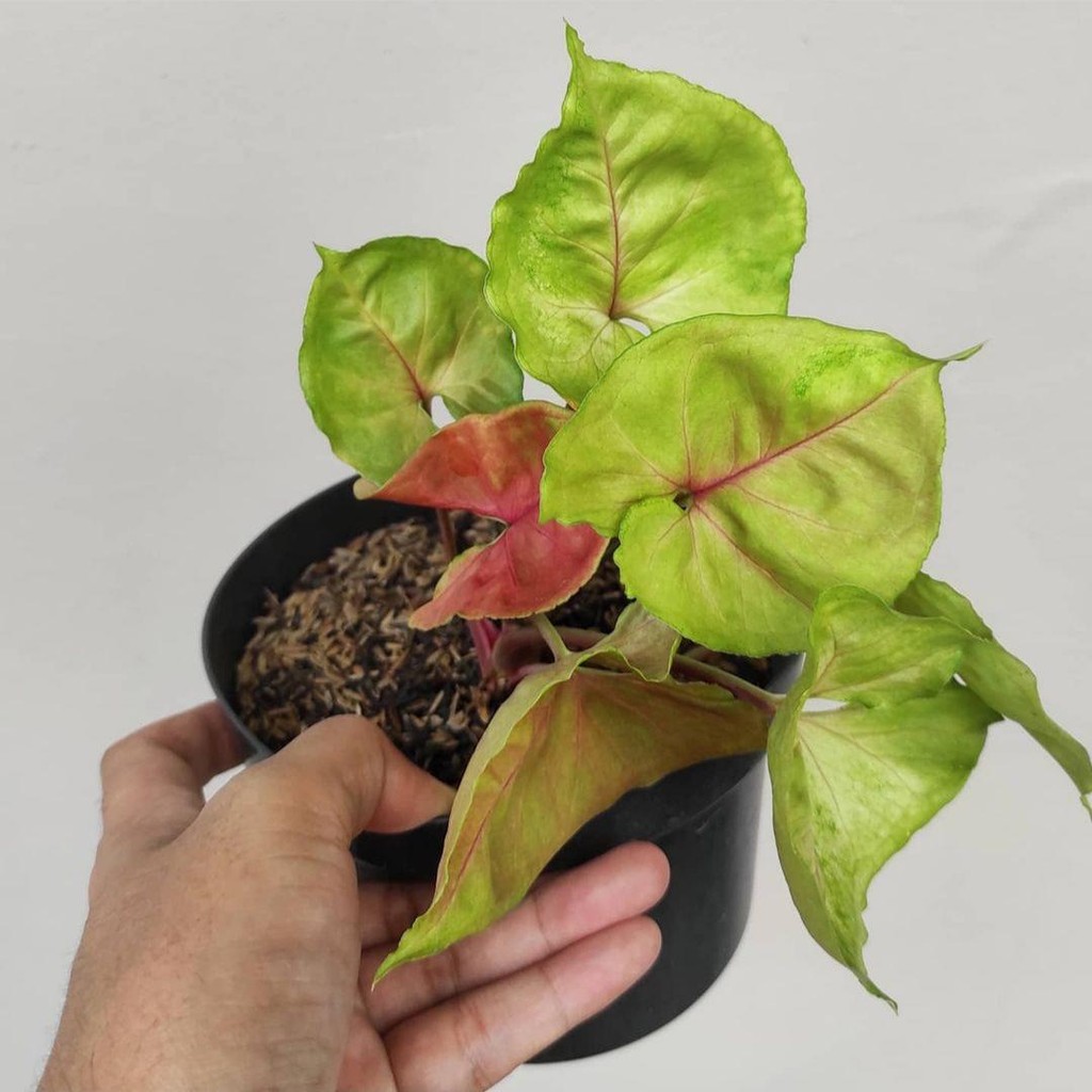 Tanaman hias Syngonium maria allusion - Syngonium maria