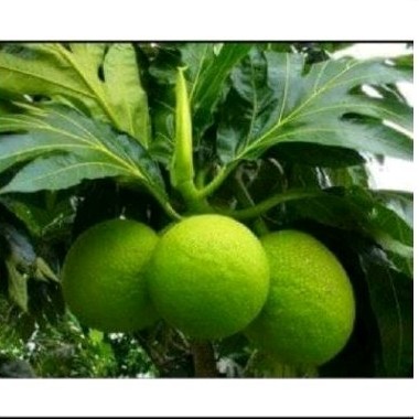 

daun sukun herbal daun sulun sgar