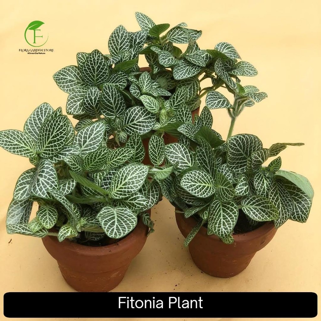 Tanaman Hias Fitonia White - Pohon Fitonia Mini