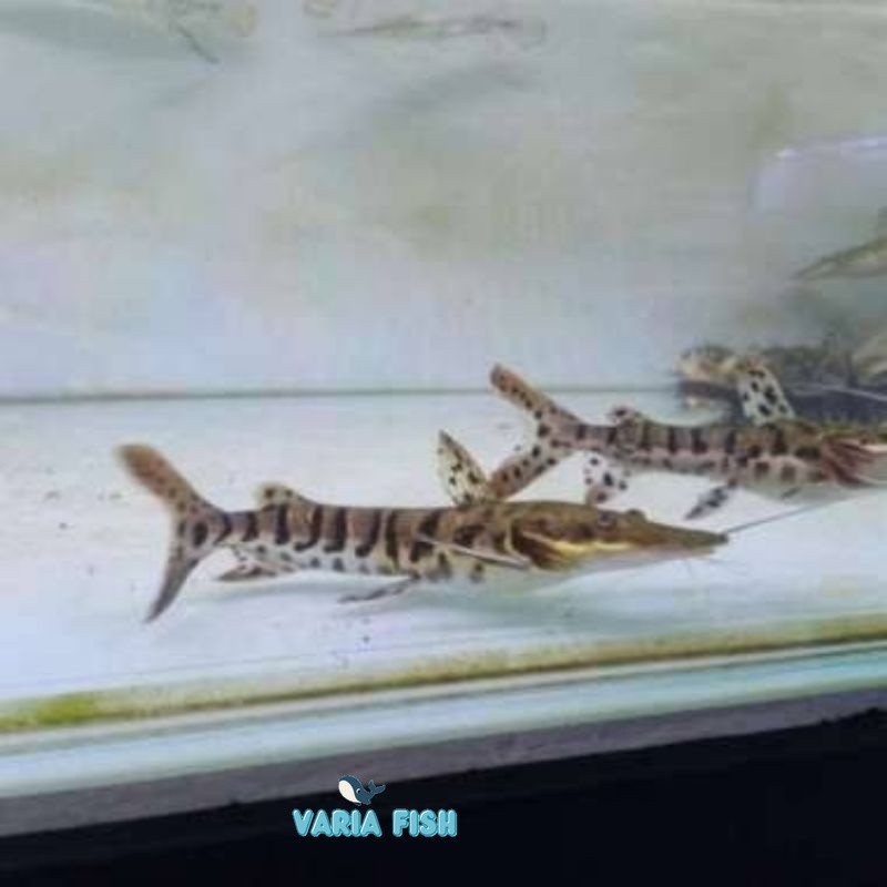 ikan tiger shovelnose catfish / tsn 9-12 cm