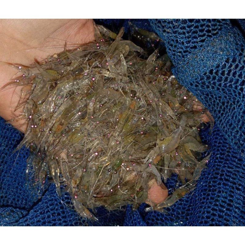 Hobi Udang Sawah Hidup Eceran Gelasan Pakan  Predator