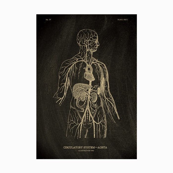 Poster Dinding Cafe / Wall Poster Kamar Hitam Putih Edukasi Biologi / Kedokteran (Anatomi Sistem Per