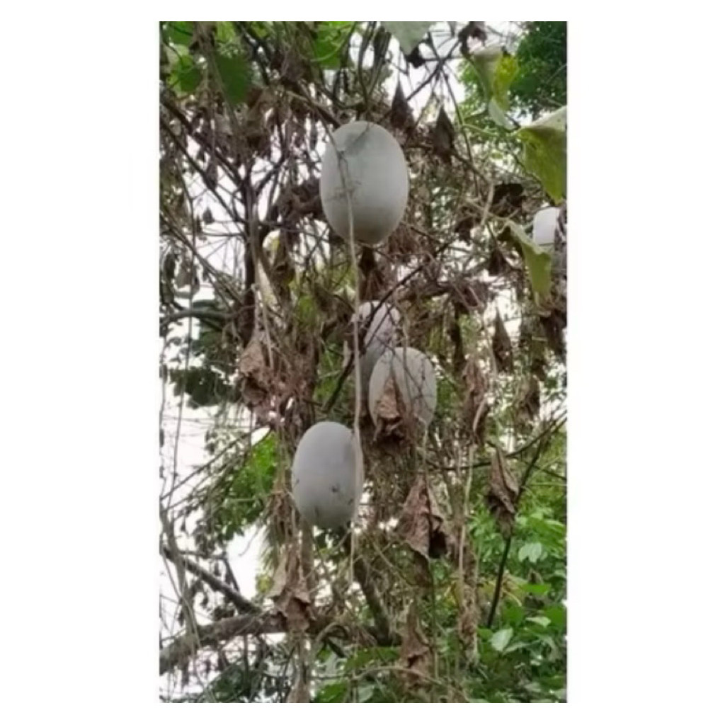 

buah bligo high quality 1 - 1,5 kg