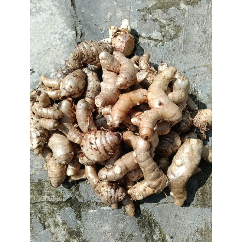 

Kunyit putih segar Alami . Organik herbal Asli , Herbal Alami 1000 grm