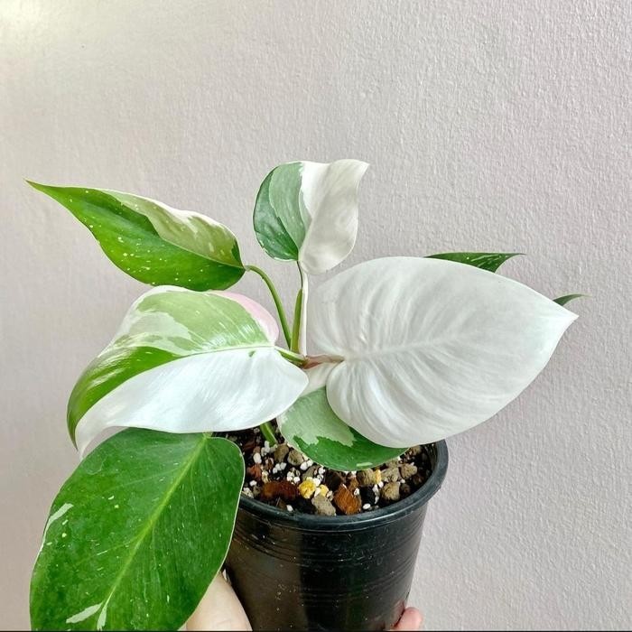 philodendron white princess