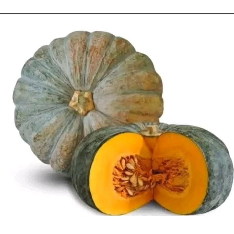 SUPERAN 100+ BENIH WALOH/LABU KUNING SUPER