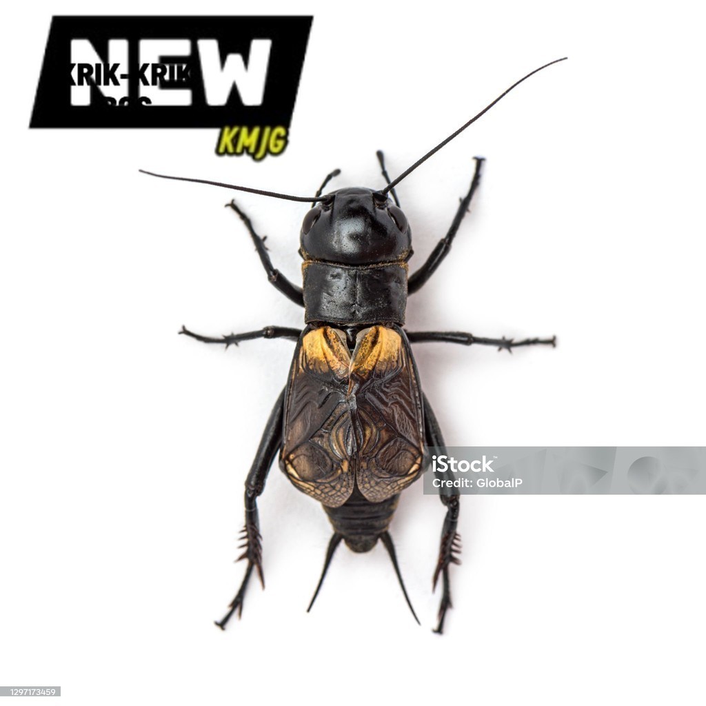 COD JK JANGKRIK SAPSAPINDIT. ID jangkrik aduan~jangkrik kalung super pengusir tikus paket 5 ekor SUP