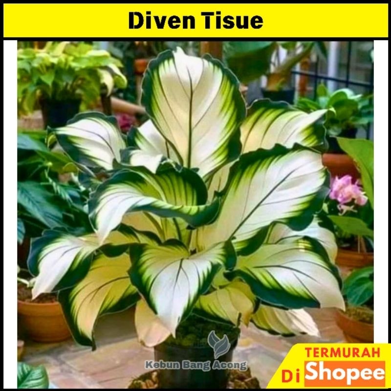 (BISA COD) Diven tisu golden - tanaman hias murah meriah - diven cantik - tanaman hidup
