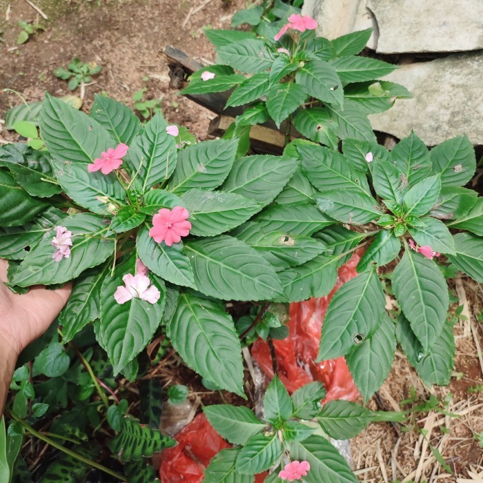 tanaman bunga pacar cina