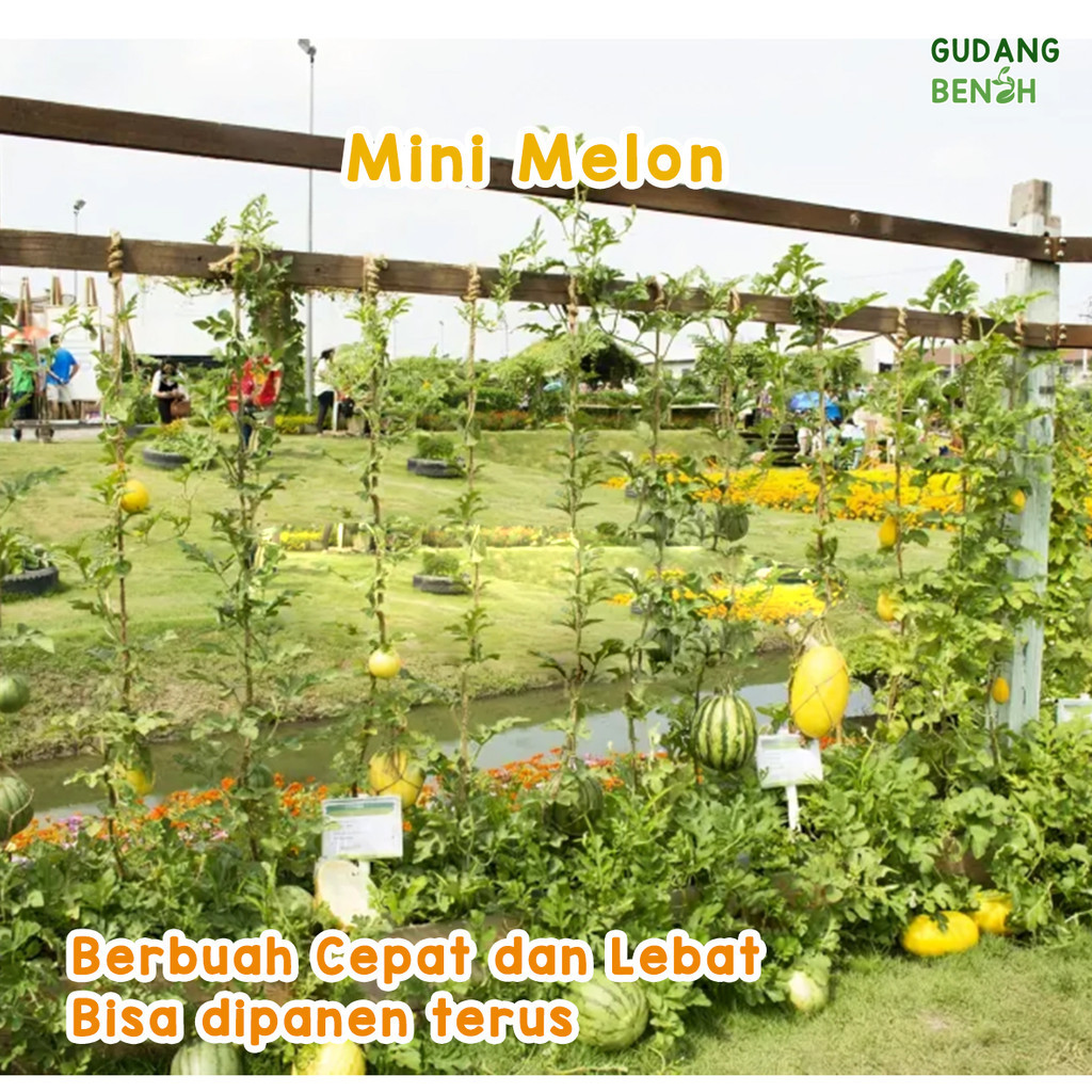 Melon Mini / Benih Semangka Mini / Benih Buah Unggul / Bibit Buah Semangka / Bibit isi 5