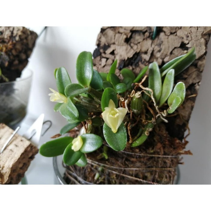 

Redy silahkan Anggrek dendrobium pachiphyllum - anggrek dendrobium mini - anggrek micro