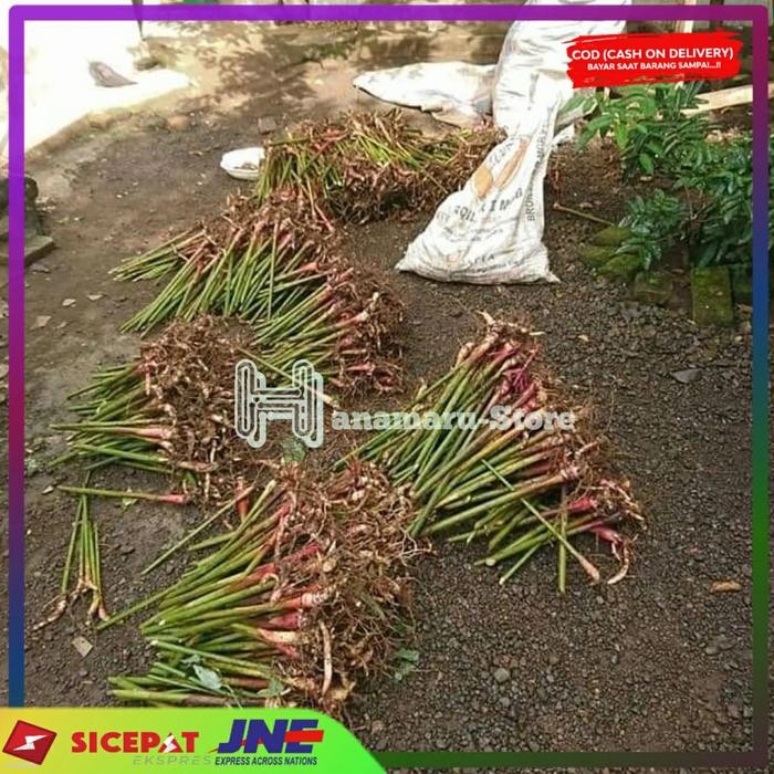 Bibit Kapulaga Putih l Bibit Kapulaga Hibrida l Kapulaga Super/Batang