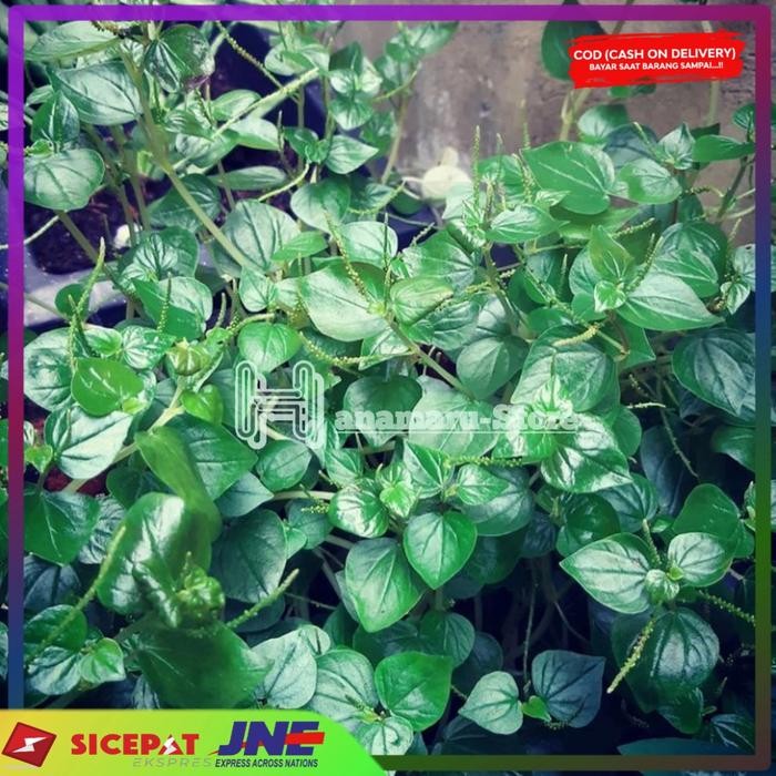 

Herbal Daun Suruhan Daun Sirih Cina 500gram Hanamaru-Store