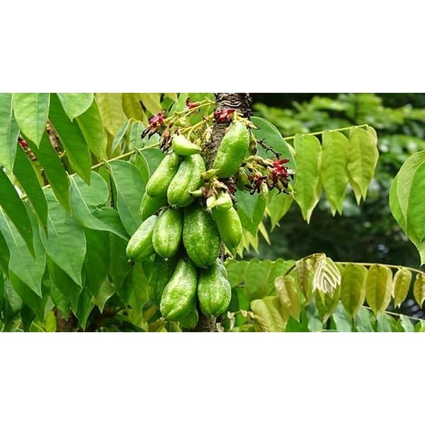 

Belimbing Wuluh - belimbing sayur