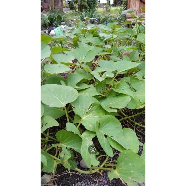 

DAUN UMBI JALAR OBAT DEMAM BERDARAH