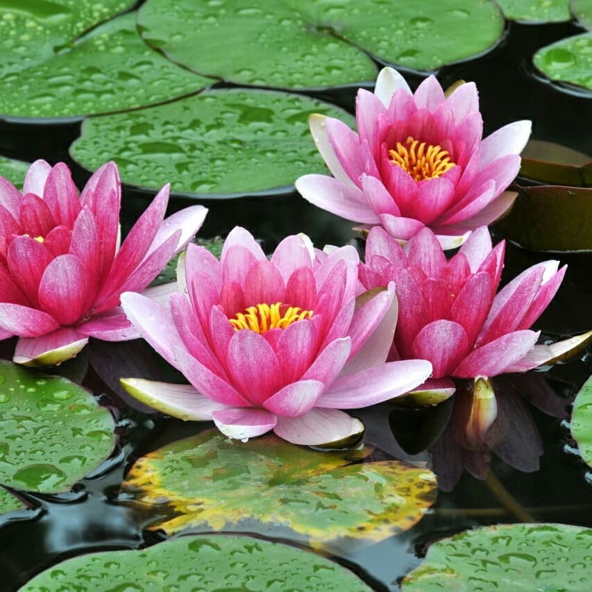 

bunga teratai merah - tumbuhan herbal