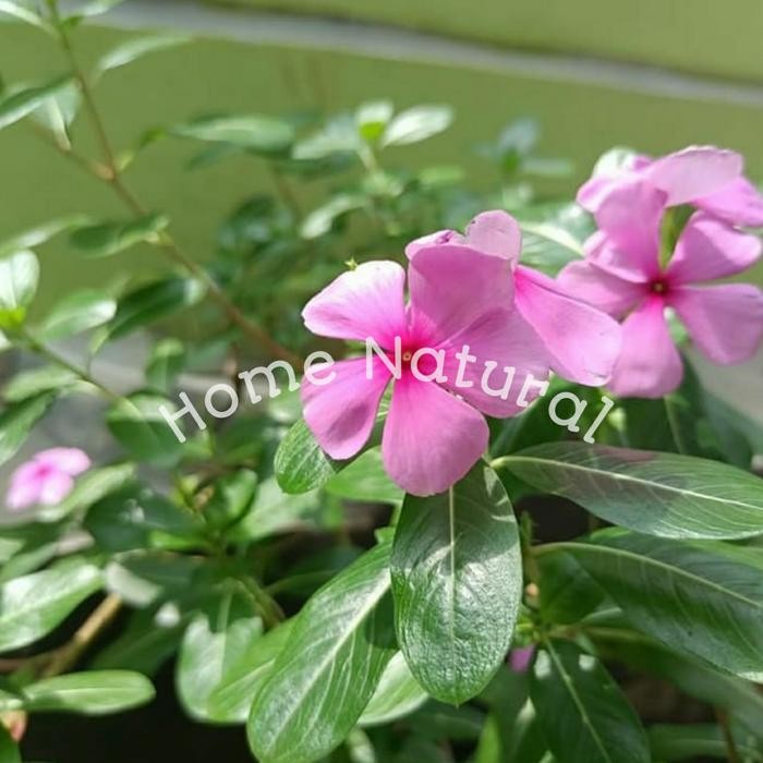 

Daun tapak dara Herbal daun tapak dara 500gram langsung petik