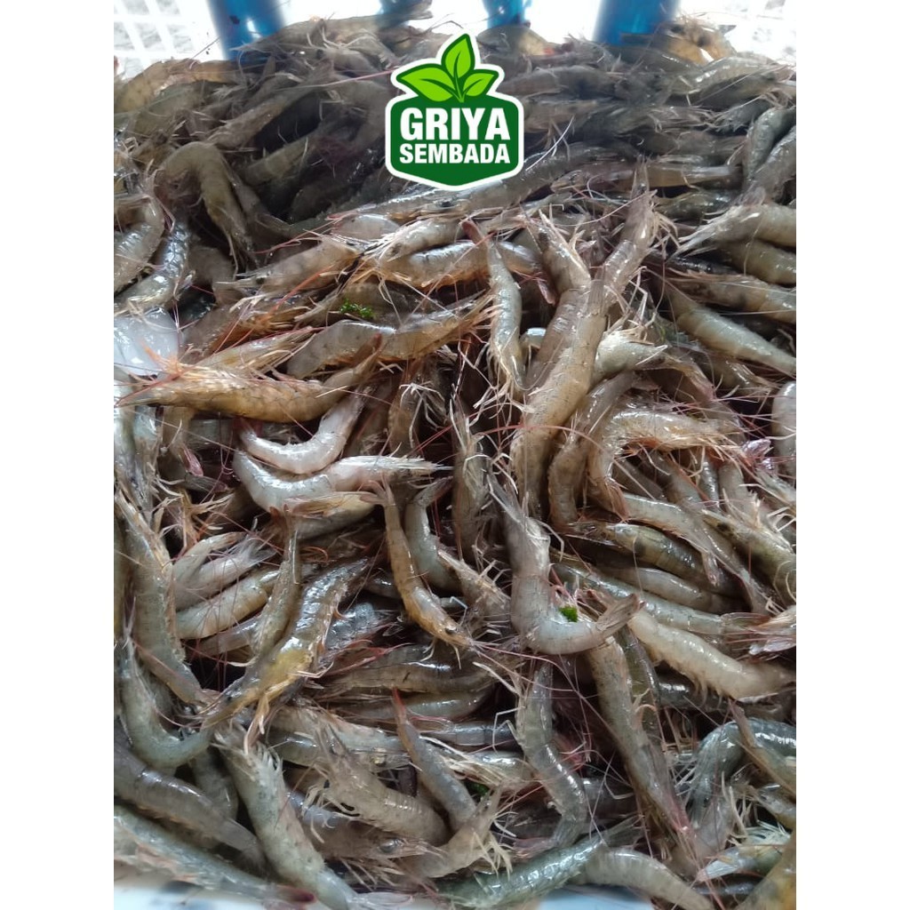 

Udang Api Segar dan Hidup 1KG Griya Sembada