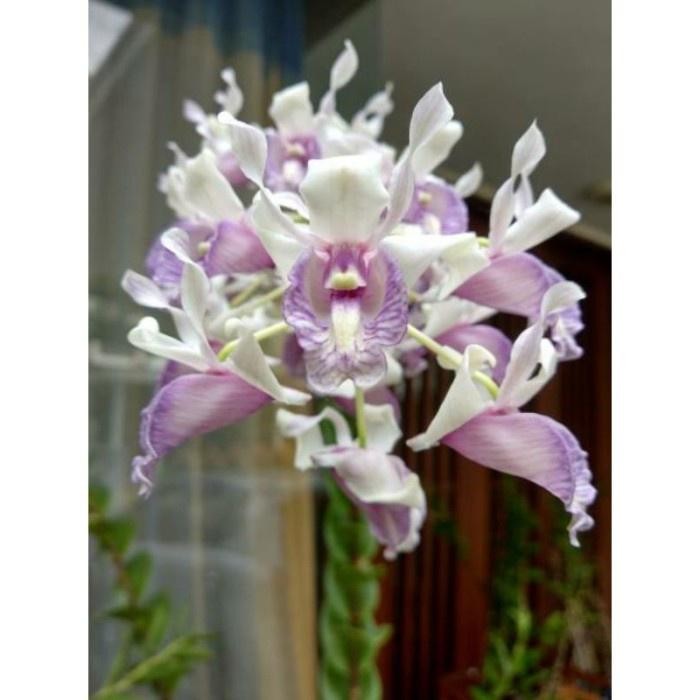 (DEWASA) Anggrek Dendrobium Nindii sp dewasa