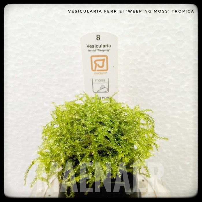 Vesicularia ferriei Weeping moss Tropica (ori) full air - cup -+6cm