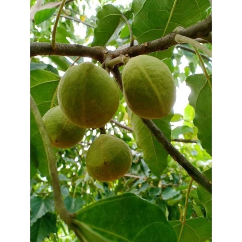 

DAUN KEMIRI/MUNCANG SEGAR 1 KG