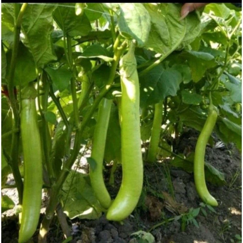 150 BENIH TERONG HIJAU KUAT SNP GARDEN SEED