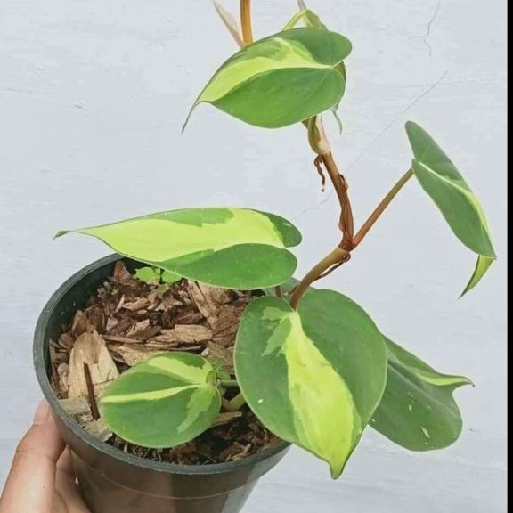 tanaman sirih brazil/ sirih gading brazil