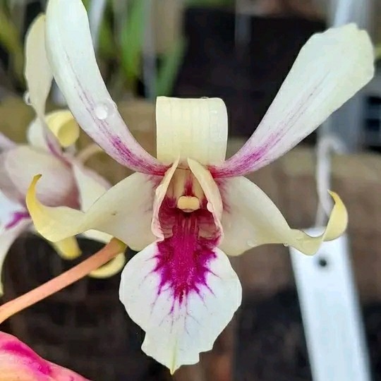 Anggrek Dendrobium keki Capung Sp Sulawesi