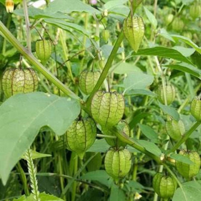 *HPL* Benih Unggul Bibit Buah Ciplukan Jumbo import Bibit Ciplukan *PETANIKU*