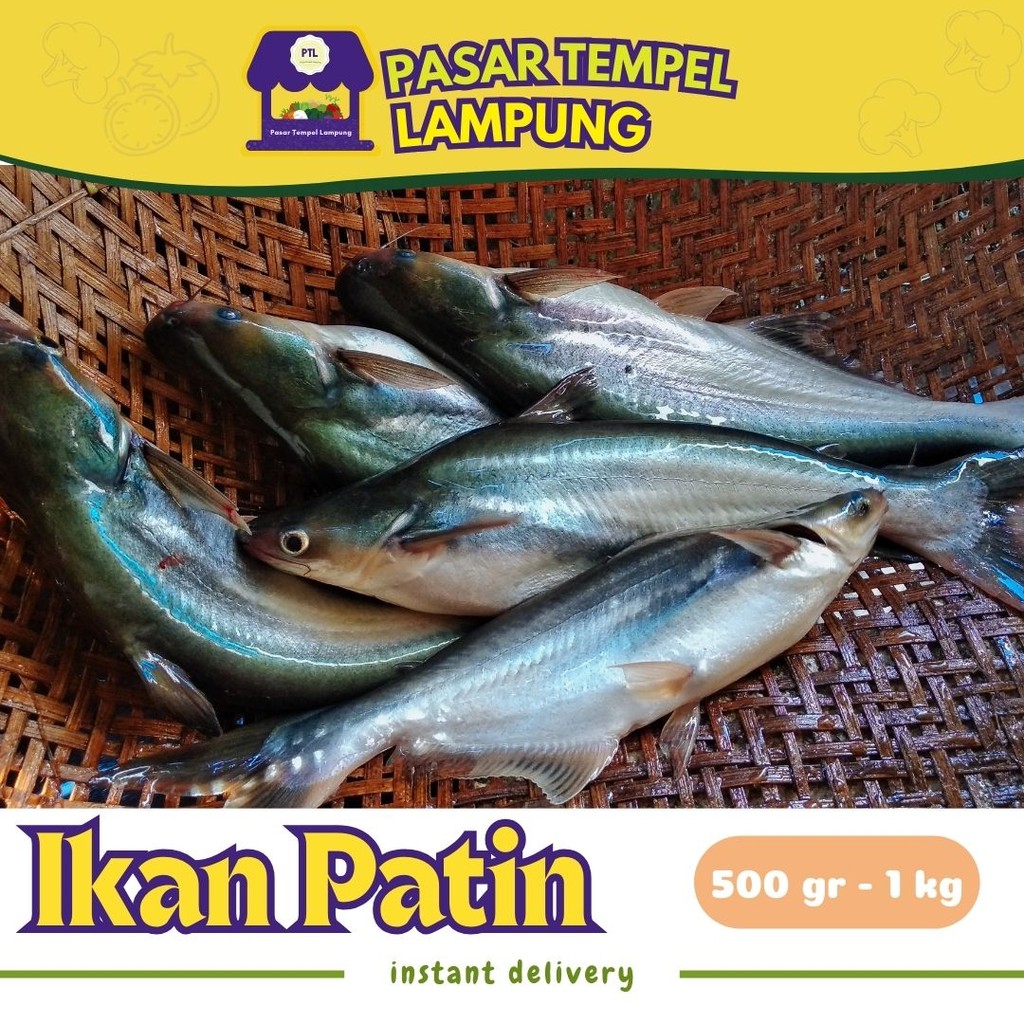 

Ikan Patin Ikan Patin Segar Seafood Pasar Lampung