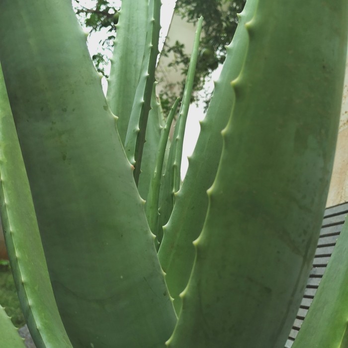 

Pelepah Lidah Buaya Jumbo - Aloevera Chinensis