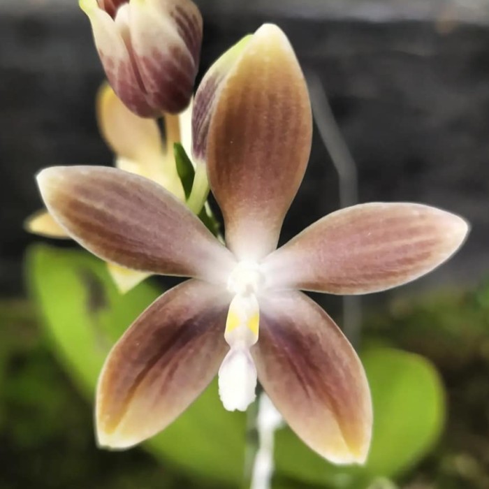 BUMI ORCHIDS Phalaenopsis speciosa fma. brunneola 'Blue Coffee x Dark Coffee' - Anggrek Koleksi