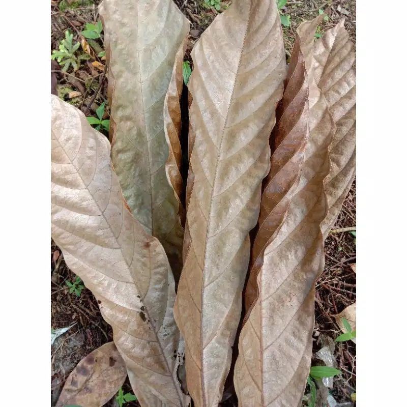 

Daun kakao / daun coklat kering 1 kg Termurah