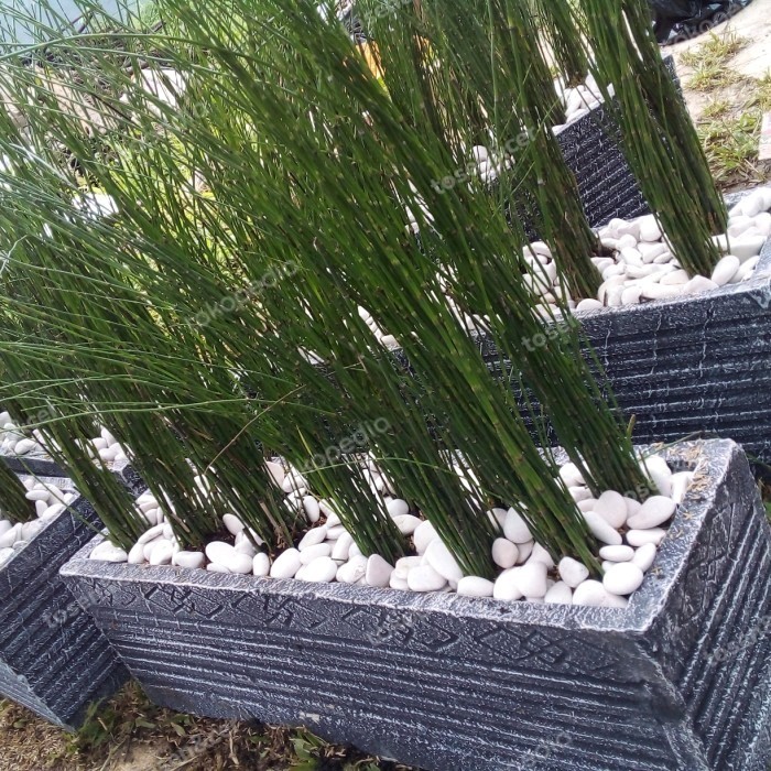 tanaman bambu air + pot cor