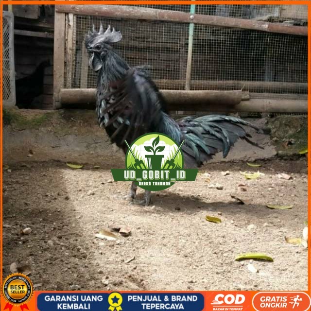 

TELUR AYAM HIAS CEMANI LIDAH HITAM FRESS UD_GOBIT_ID