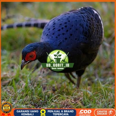 

Telur ayam hias ringneck mikado pheasant fertil bisa ditetaskan Langsung UD_GOBIT_ID