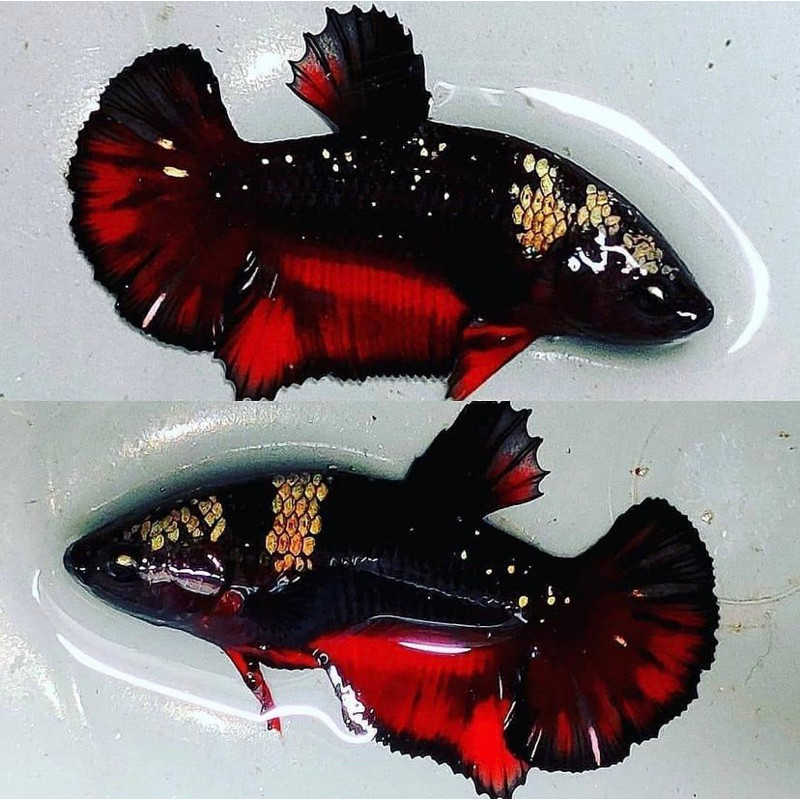 

stiker anomali cupang avatar hitam pekat, galak metalik, kualitas terjamin, BERGARANSI 100%