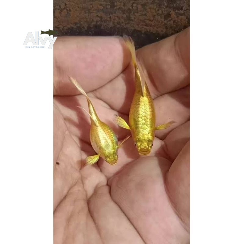 

stiker anomali Aksesoris PROMO !! guppy gold rieal siap breed gupy sepasang gupi pair bergaransi
