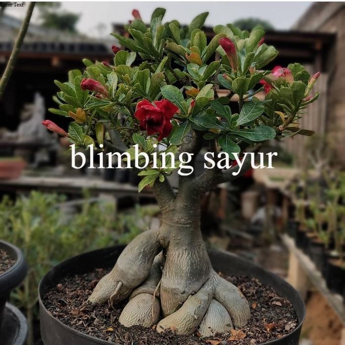 adenium bunga tumpuk / adenium size C - D