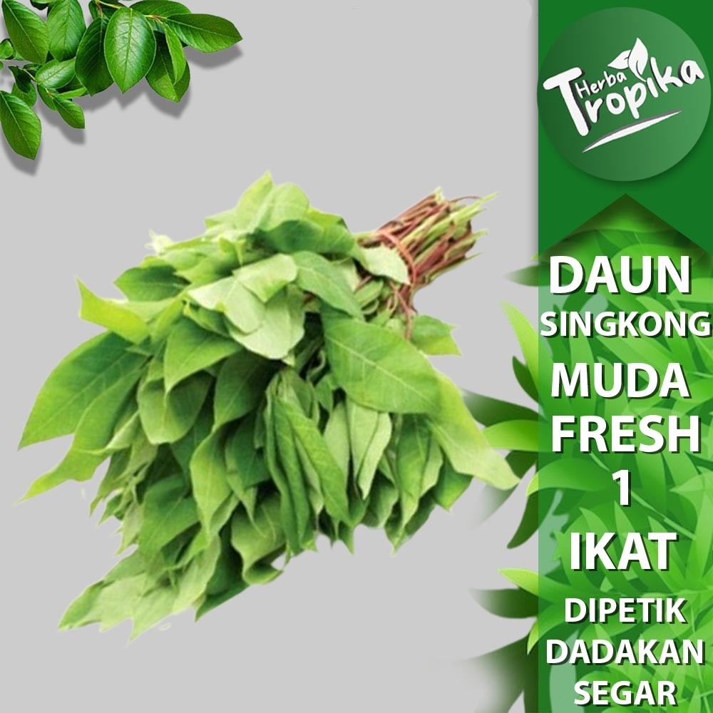 

Daun Singkong Muda Sayuran lalapan Segar perikat toko herba tropika