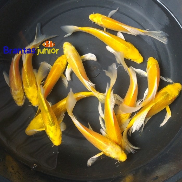 Ikan Koi Ogon Slayer 9-12 cm Cakep Bgt Penghias Kolam Kesayangan