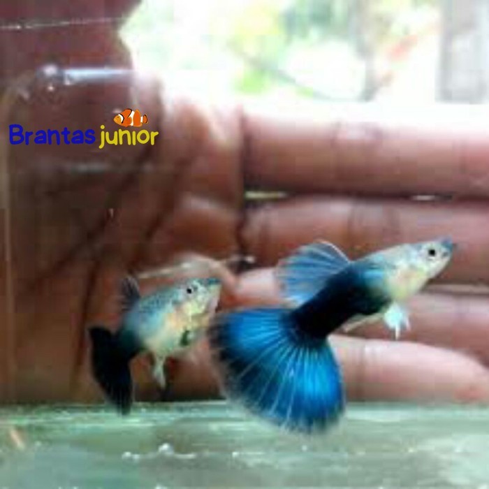 Guppy Hb blue paket pair