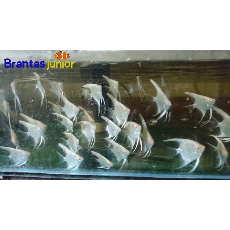 ikan hias manfish platinum