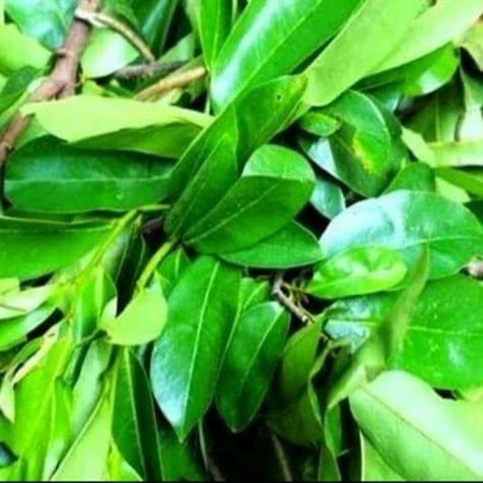 

Daun sirsak segar obat kangker dan kesehtan tubuh