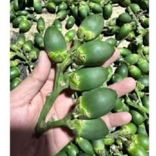 

buah pinang muda,1 kg