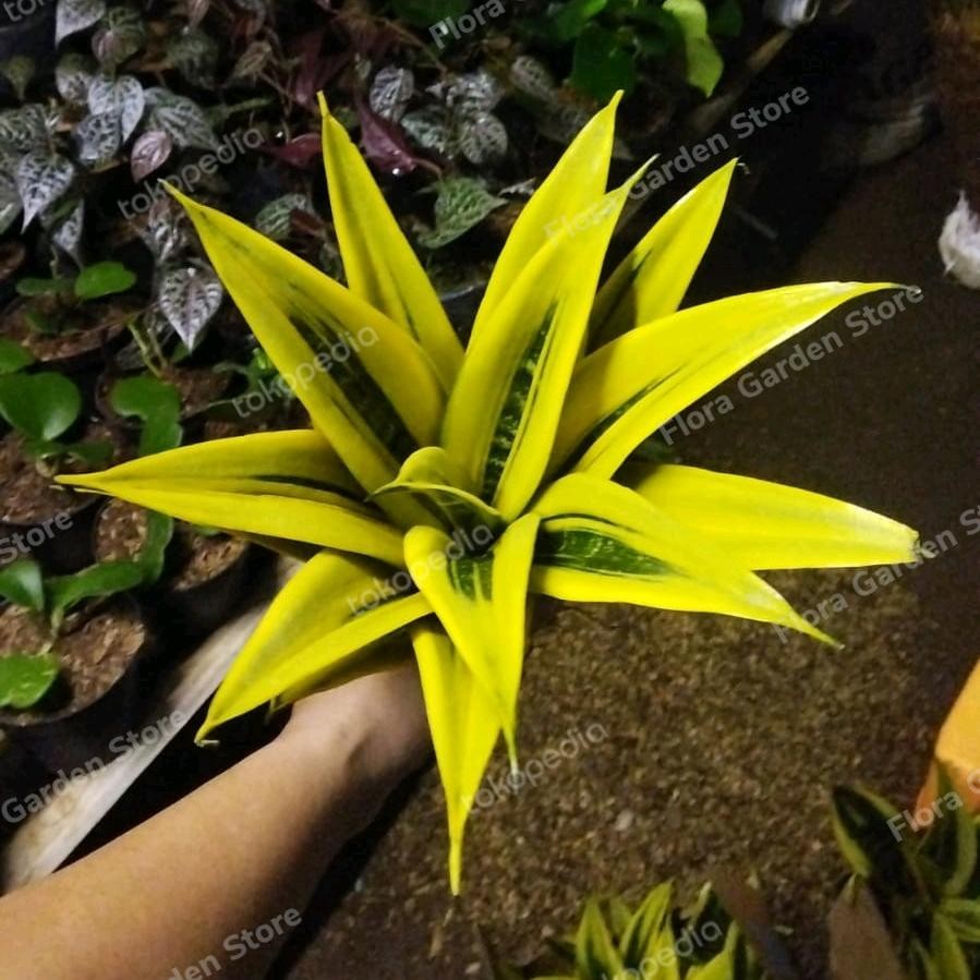Tanaman Hias Sensivera Gold Flame Remaja - Sensivera Gold Flame