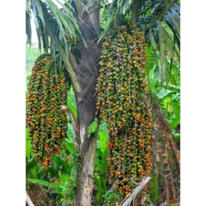 

silahkan Bibit Aren Genjah / Biji Benih Aren Genjah / Biji Kolang-kaling Super Unggul ..